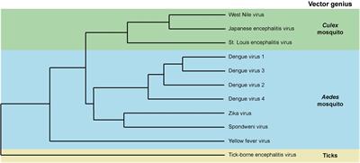 Lipid Interactions Between Flaviviruses and Mosquito Vectors